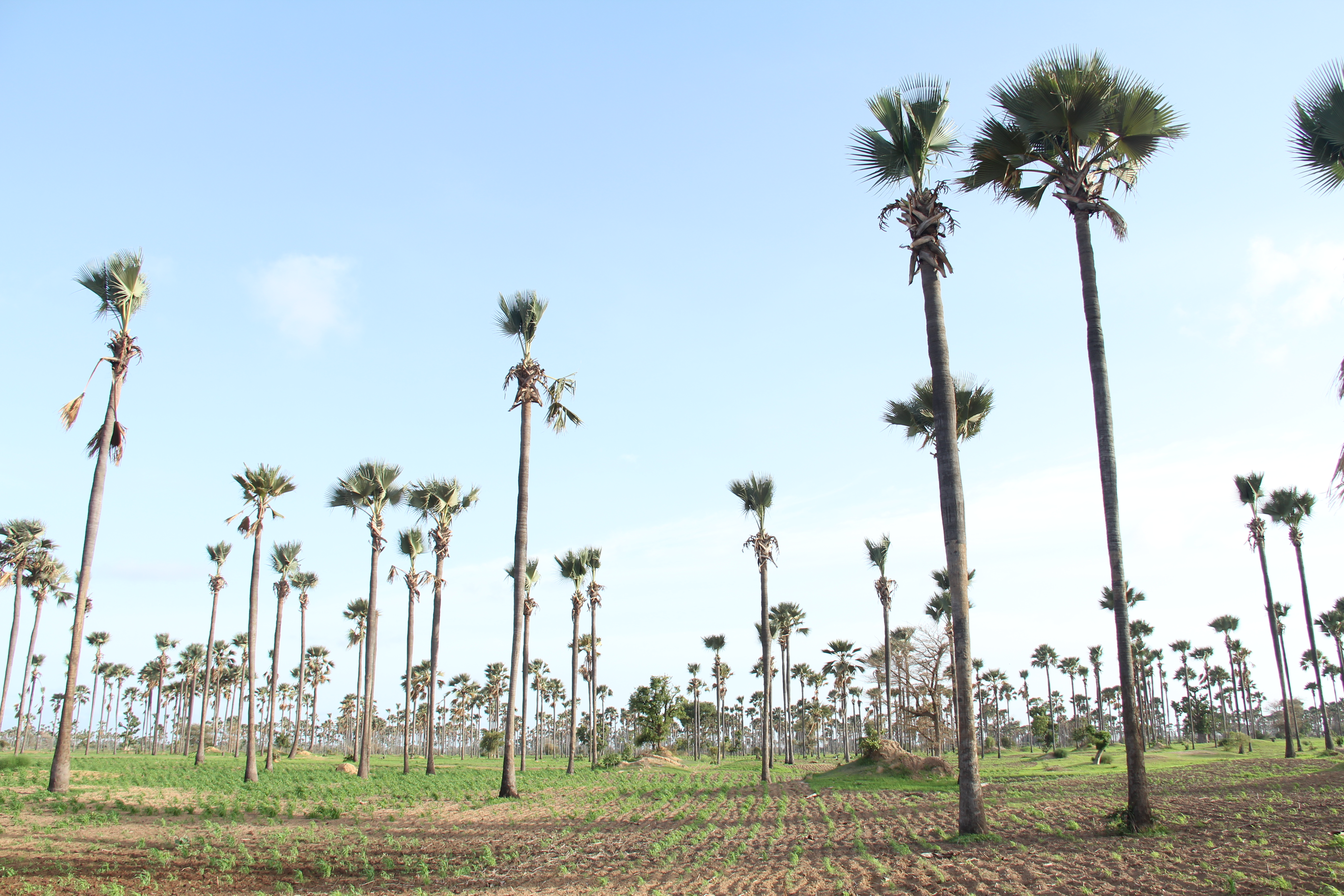 Millet Field, Saloum Islands Senegal